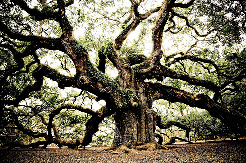 Johns Island Angel Oak Tree
